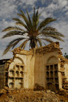 Eritrea - Massawa / Mitsiwa / Massaua / Batsi, Northern Red Sea region: palmtree and ruins in the old quarter - photo by E.Petitalot