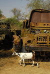 Eritrea - Keren, Anseba region: goat in a truck cemetery - rusting Soviety military trucks - photo by E.Petitalot
