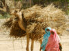 Eritrea - Keren, Anseba region: women transport straw in a camel - photo by E.Petitalot
