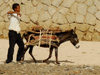 Eritrea - Keren, Anseba region: donkey transporting wood for the weekly market - photo by E.Petitalot