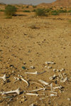 Eritrea - Hagaz, Anseba region - animal bones in the desert - photo by E.Petitalot