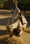 Eritrea - Hagaz, Anseba region - camel eating straw - photo by E.Petitalot