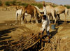 Eritrea - Hagaz, Anseba region - desert well - a man drawing water for his camels - photo by E.Petitalot