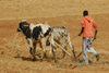 Eritrea - Senafe, Southern region: a ploughman in a dry field - agriculture - photo by E.Petitalot