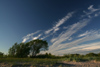 Estonia - Parnu: Trees and Sky - photo by K.Hagen