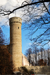 Estonia - Tallinn - Old Town - Pikk Hermann / Tall Hermann Tower framed by trees - photo by K.Hagen