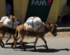 Gondar, Amhara Region, Ethiopia: donkeys on head ot the Merkato - photo by M.Torres