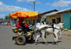 Gondar, Amhara Region, Ethiopia: horse-drawn taxi - photo by M.Torres