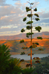 Gondar, Amhara Region, Ethiopia: reservoir and flowering Century Plant or Maguey - Agave americana - photo by M.Torres