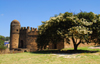 Gondar, Amhara Region, Ethiopia: Royal Enclosure - large tree near Bakaffa's palace - photo by M.Torres