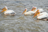 Bahir Dar, Amhara, Ethiopia: pelicans on Lake Tana - fauna - photo by M.Torres