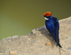 Bahir Dar, Amhara, Ethiopia: blue bird - photo by M.Torres