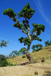 Tis Issat, Amhara, Ethiopia: lone tree - photo by M.Torres