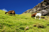 Kaldbaksfjrur, Streymoy island, Faroes: shaggy sheep grazing - rural scene - photo by A.Ferrari