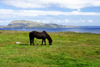 Trshavn, Streymoy island, Faroes: horse grazing and Nolsoy island in the background - photo by A.Ferrari