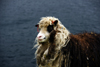 Kalsoy island, Noroyar, Faroes: shaggy sheep with a smile - photo by A.Ferrari