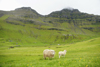 Trllanes, Kalsoy island, Noroyar, Faroes: sheep and their pasture - ewe and lamb - Ovis aries - photo by A.Ferrari