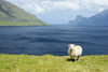 Eysturoy island, Faroes: sheep, on the shore of Funningsfjrur inlet - photo by A.Ferrari