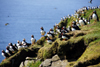 Mykines island, Faroes: large colony of Atlantic Puffins - Fratercula arctica - photo by A.Ferrari