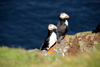 Mykines island, Faroes: pair of Atlantic Puffins - puffins form long-term relationships - Fratercula arctica - photo by A.Ferrari