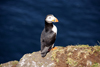 Mykines island, Faroes: Atlantic Puffin - Fratercula arctica - the colourful outer part of the bill is shed after the breeding season - photo by A.Ferrari