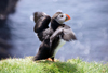 Mykines island, Faroes: Atlantic Puffin - short wings are adapted for swimming, with flying-like movements under water - Fratercula arctica - photo by A.Ferrari