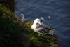 Mykines island, Faroes: gulls on a cliff - photo by A.Ferrari