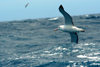 Falkland islands / Ilhas Malvinas - South Atlantic - Southern Royal Albatross - Albatros royal - Diomedea epomophora - photo by C.Breschi