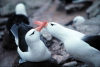 Falkland islands / Ilhas Malvinas - New Island Sanctuary - West Falkland / Isla Gran Malvina: breeding pair of Black-Browed Albatross - Diomedea melanophris (photo by Rod Eime)