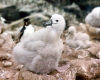 Falkland islands / Ilhas Malvinas - Carcass Island: albatross chick (photo by G.Frysinger)