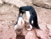 Falkland islands / Ilhas Malvinas - Carcass Island: Rockhopper penguin feeding the young - Eudyptes chrysocome chrysocome (photo by G.Frysinger)