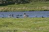 Falkland islands - East Falkland - Port Louis - ducks in a pond - photo by Christophe Breschi