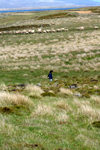 Falkland islands - East Falkland - Port Louis - sheep in the fields - photo by Christophe Breschi