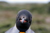 Falkland islands - East Falkland - Salvador - face of King Penguin - Aptenodytes patagonicus - photo by Christophe Breschi