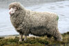 Falkland islands - East Falkland - Salvador - Falkland sheep - wool production - photo by Christophe Breschi