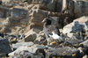 Falkland islands - East Falkland - Salvador - Kelp Goose on rocks - Chloephaga hybrida malvinarum - photo by Christophe Breschi