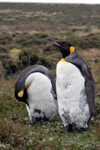 Falkland islands - East Falkland - Salvador - pair of King Penguins - Aptenodytes patagonicus - photo by Christophe Breschi