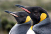 Falkland islands - East Falkland - Salvador - pair of King Penguins - close up - Aptenodytes patagonicus - photo by Christophe Breschi