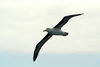 Falkland islands / Ilhas Malvinas - South Atlantic - Black-browed Albatross - Mollymawk -albatros  sourcils noirs - Albatroz - Thalassarche melanophris - photo by C.Breschi
