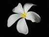 Denarau Island, Viti Levu, Fiji: White Flower - Frangipani or Plumeria - photo by B.Cain