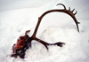 Finland - Lapland - reindeer head with antlers in the snow - Arctic images by F.Rigaud