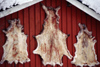 Finland - Lapland - reindeer skins - Arctic images by F.Rigaud