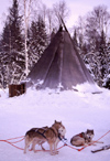 Finland - Lapland: kota, a Sami tent and huskies (photo by F.Rigaud)