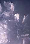Finland - Lapland: ice crystals (photo by F.Rigaud)