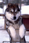 Finland - Lapland: husky on a fence - dog - arctic (photo by F.Rigaud)