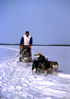 Finland - Lapland: huskies and sledge - dogsled (photo by F.Rigaud)