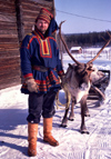 Finland - Levi: Sami farm - sledge and reindeer - Rangifer tarandus (photo by F.Rigaud)