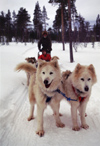 Finland - Lapland - Ivalo - Huskies at work - sledge - dogsled - Arctic images by F.Rigaud