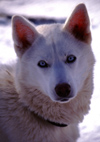 Finland - Lapland - Ivalo - Husky face - quintessential arctic dog - Arctic images by F.Rigaud