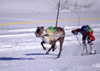 Finland - Lapland - Ivalo - Reindeer races - Arctic images by F.Rigaud
